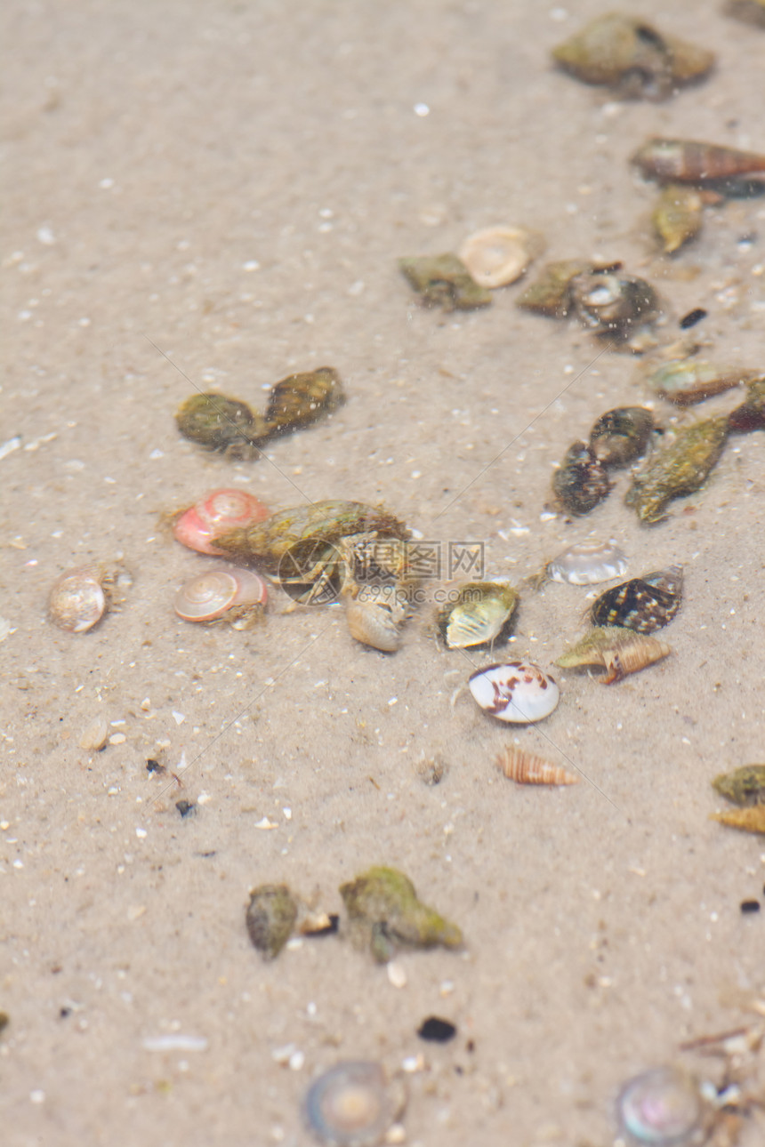 寄居蟹在沙滩上的海螺中野生动物假期贝类边缘生活海岸线动物荒野植物学天空图片