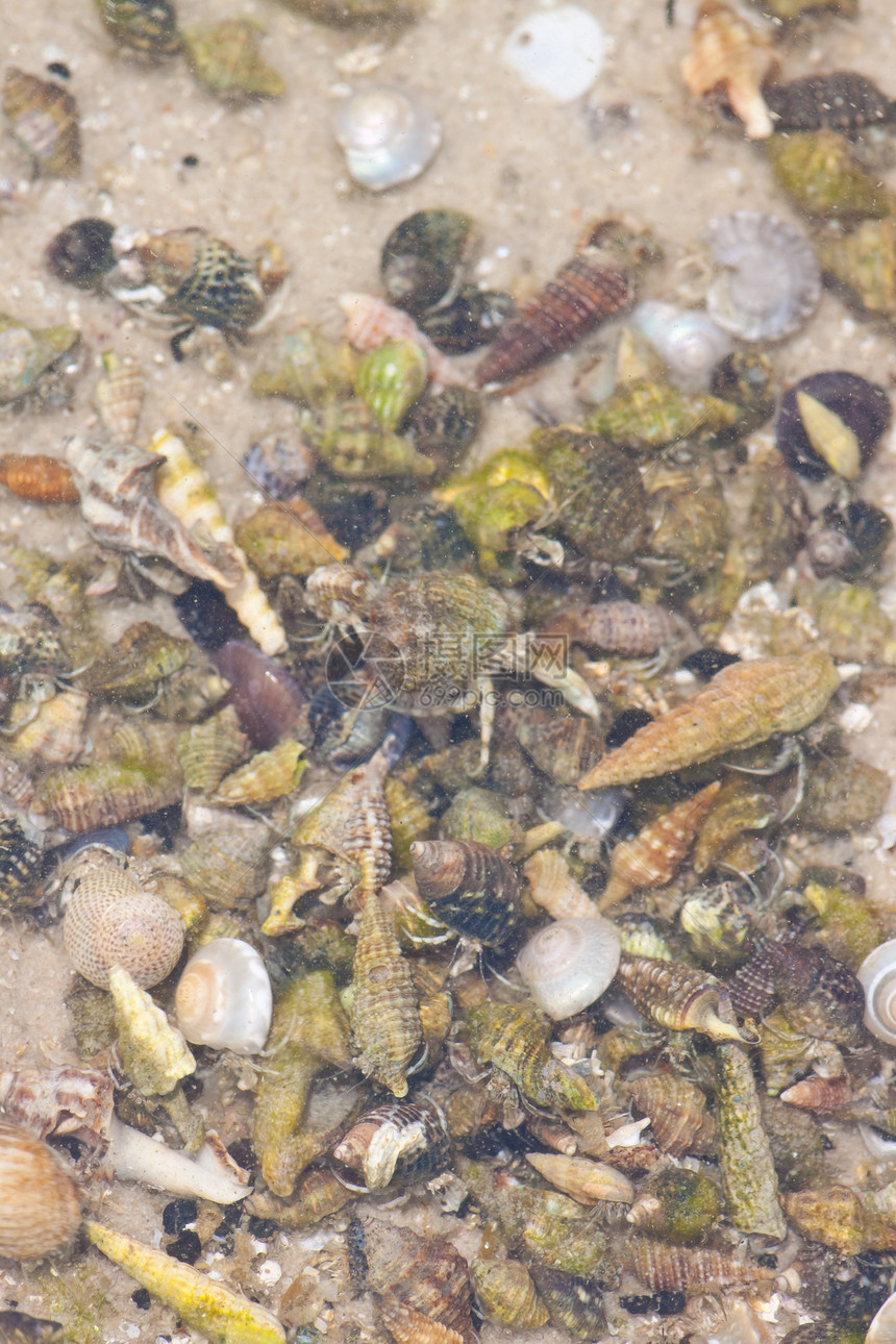 寄居蟹在沙滩上的海螺中荒野植物学旅行宏观土地假期海洋海岸线边缘海滩图片