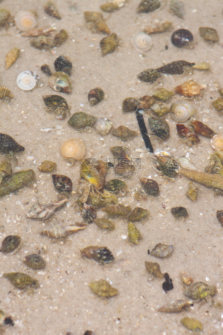 寄居蟹在沙滩上的海螺中生态荒野热带野生动物贝类边缘动物甲壳旅行天空图片