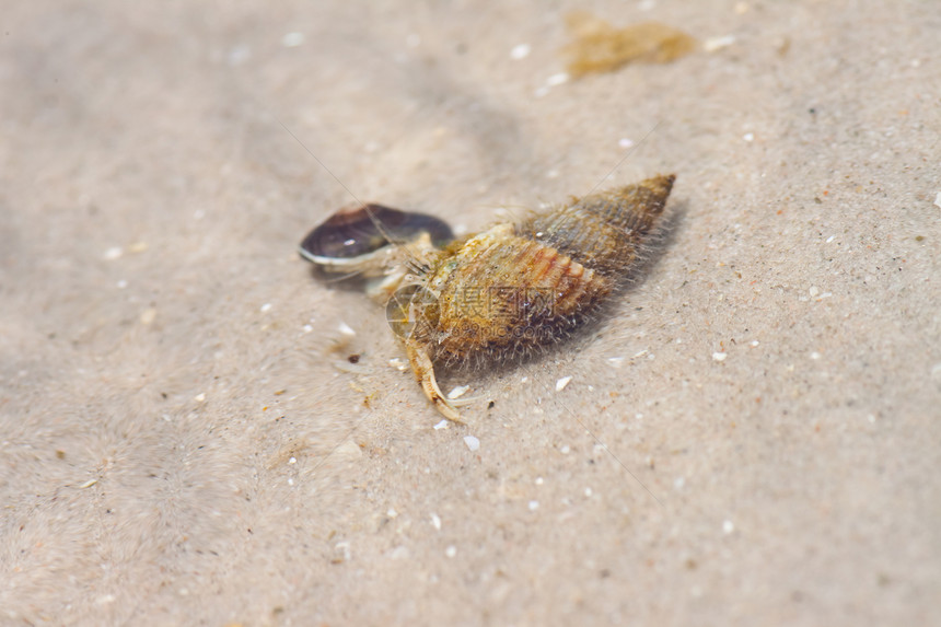 寄居蟹在沙滩上的海螺中边缘荒野生活海岸海洋植物热带海滩土地野生动物图片