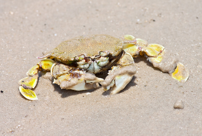 沙子上的螃蟹荒野宏观旅行海洋眼睛野生动物贝类植物学甲壳土地图片