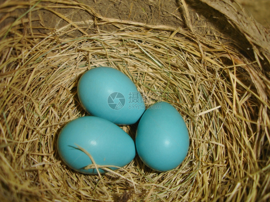 春鸡蛋荒野稻草蓝色棕色图片