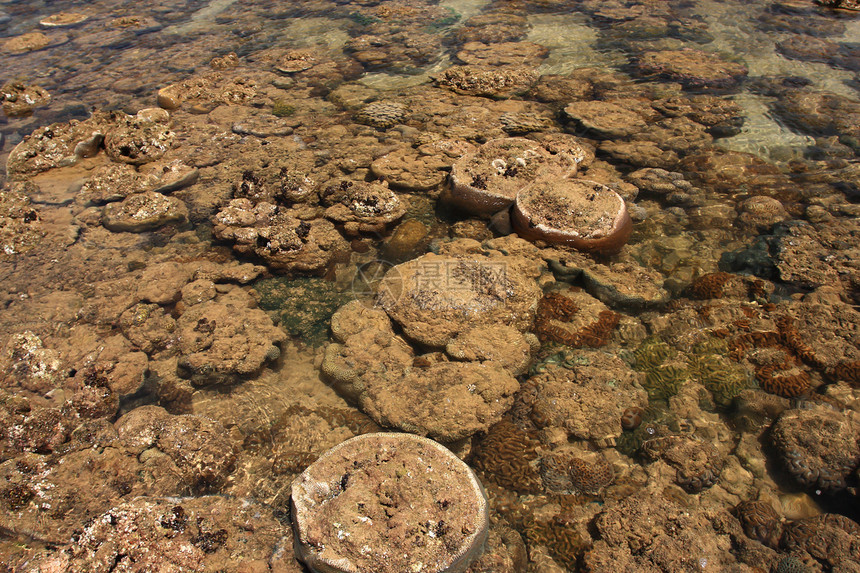 泰拉Tahla沿海低潮期浅水珊瑚环境冒险风景海景海滩海洋浮潜森林热带栖息地图片