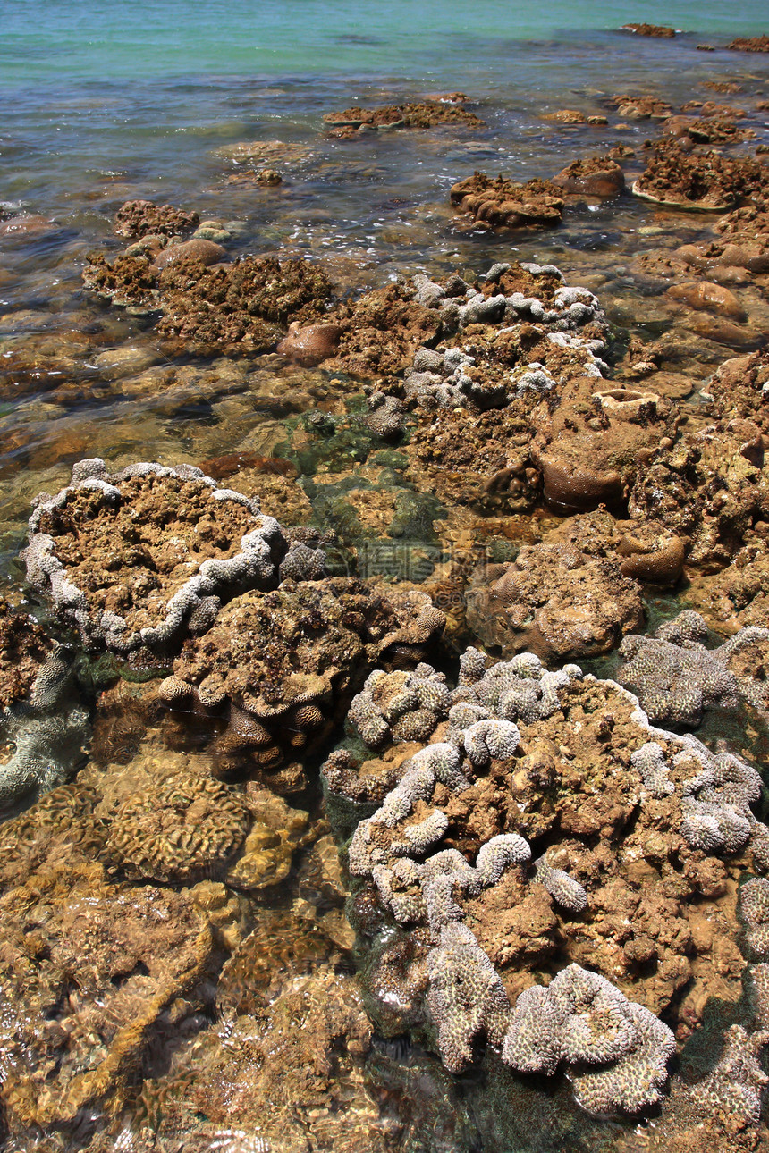 泰拉Tahla沿海低潮期浅水珊瑚群岛热带钓鱼森林海滩潮汐环境浮潜潜水海景图片