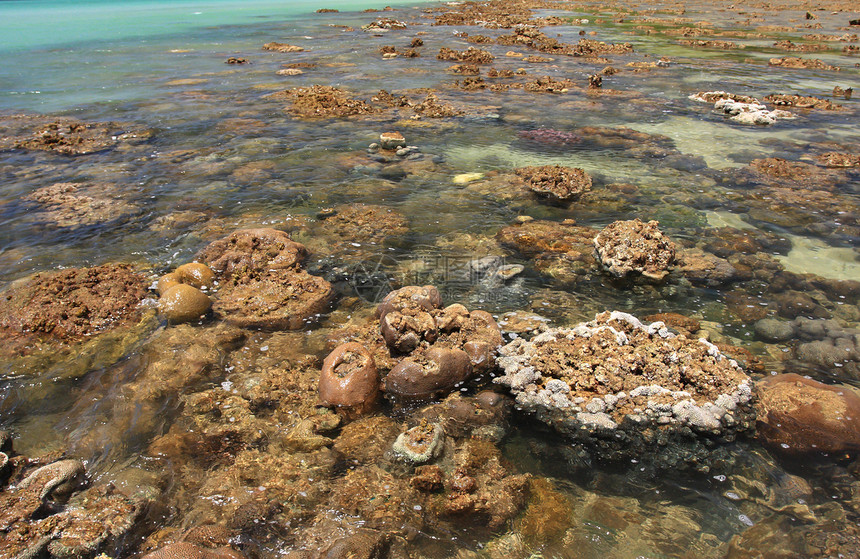 泰拉Tahla沿海低潮期浅水珊瑚潜水假期海滩海洋海景旅行森林热带浮潜丛林图片