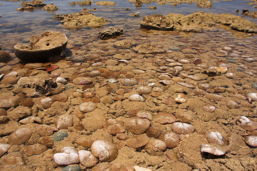 泰拉Tahla沿海低潮期浅水珊瑚风景低潮岛屿潮汐浮潜海滩群岛潜水丛林旅行图片