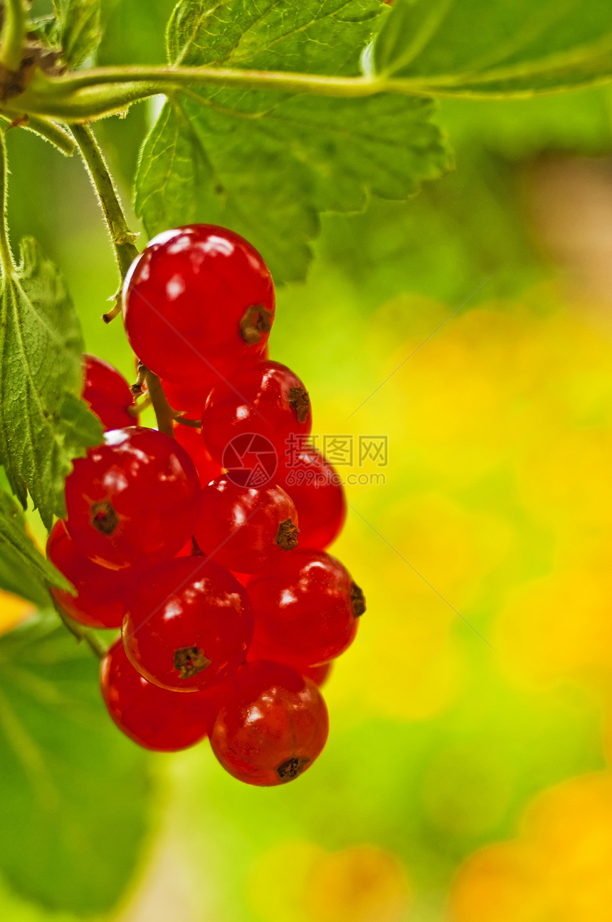 树莓草莓美丽营养食物果汁果味矿物甜点美食饮食浆果图片