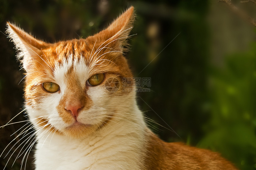 红色猫咪宠物橙子眼睛耳朵头发图片