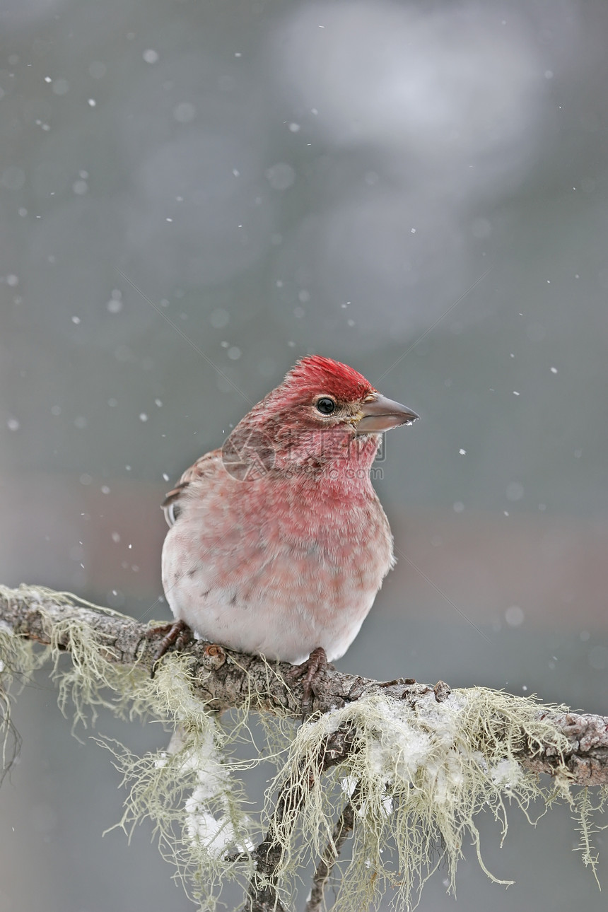 Cassins Finch 男性 坐在棍子上红色动物歌曲下雪图片