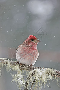 卡西尼号Cassins Finch 男性 坐在棍子上红色动物歌曲下雪背景