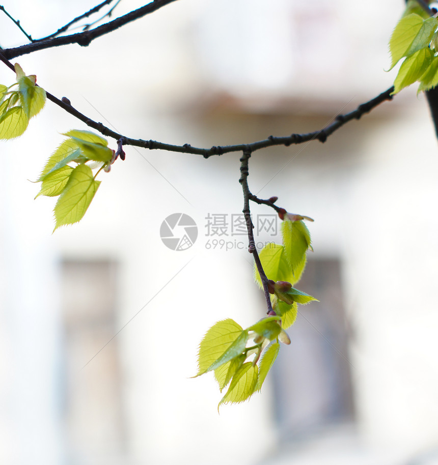 春初温柔的叶子 芽和树枝阳光天空植物植物学绿色生长环境太阳生活季节图片