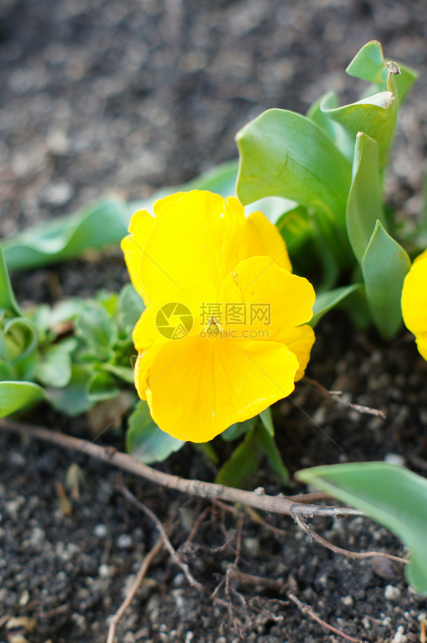 春天时间 第一个三色比奥拉花中提琴场地蓝色园艺植物群宏观花序花瓣阳光叶子图片