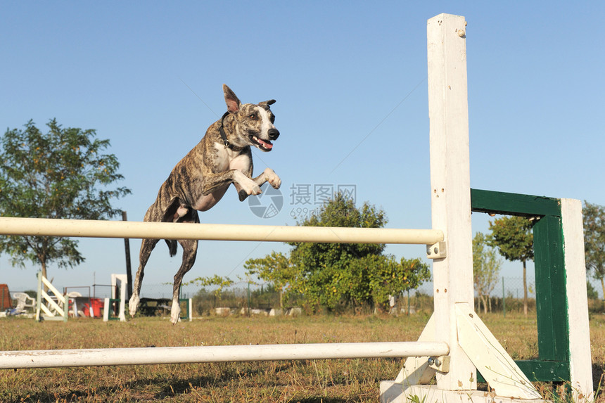 跳跃杂偶运动犬类场地棕色训练竞赛宠物动物小狗图片