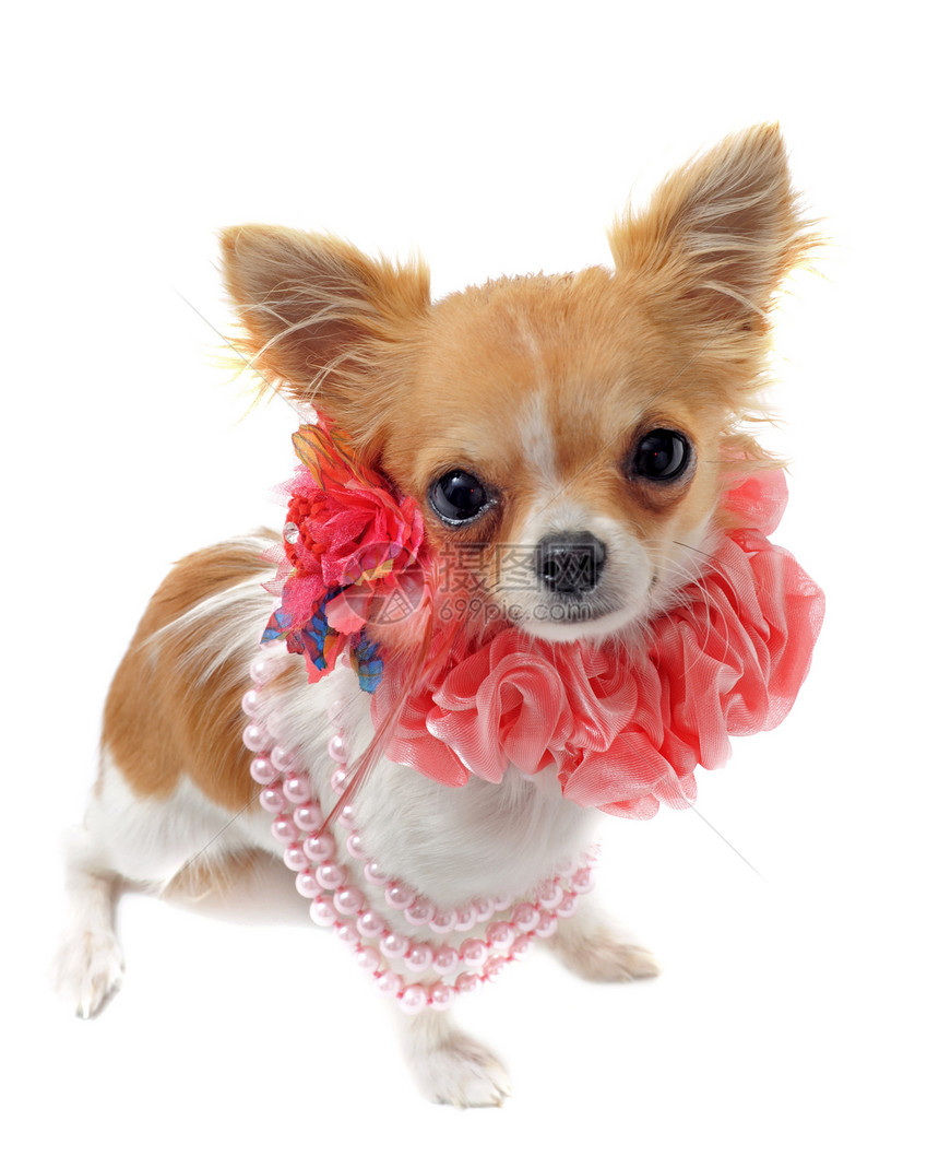 戴珍珠项圈的吉娃娃工作室衣领长毛棕色粉色珍珠动物伴侣犬类白色图片