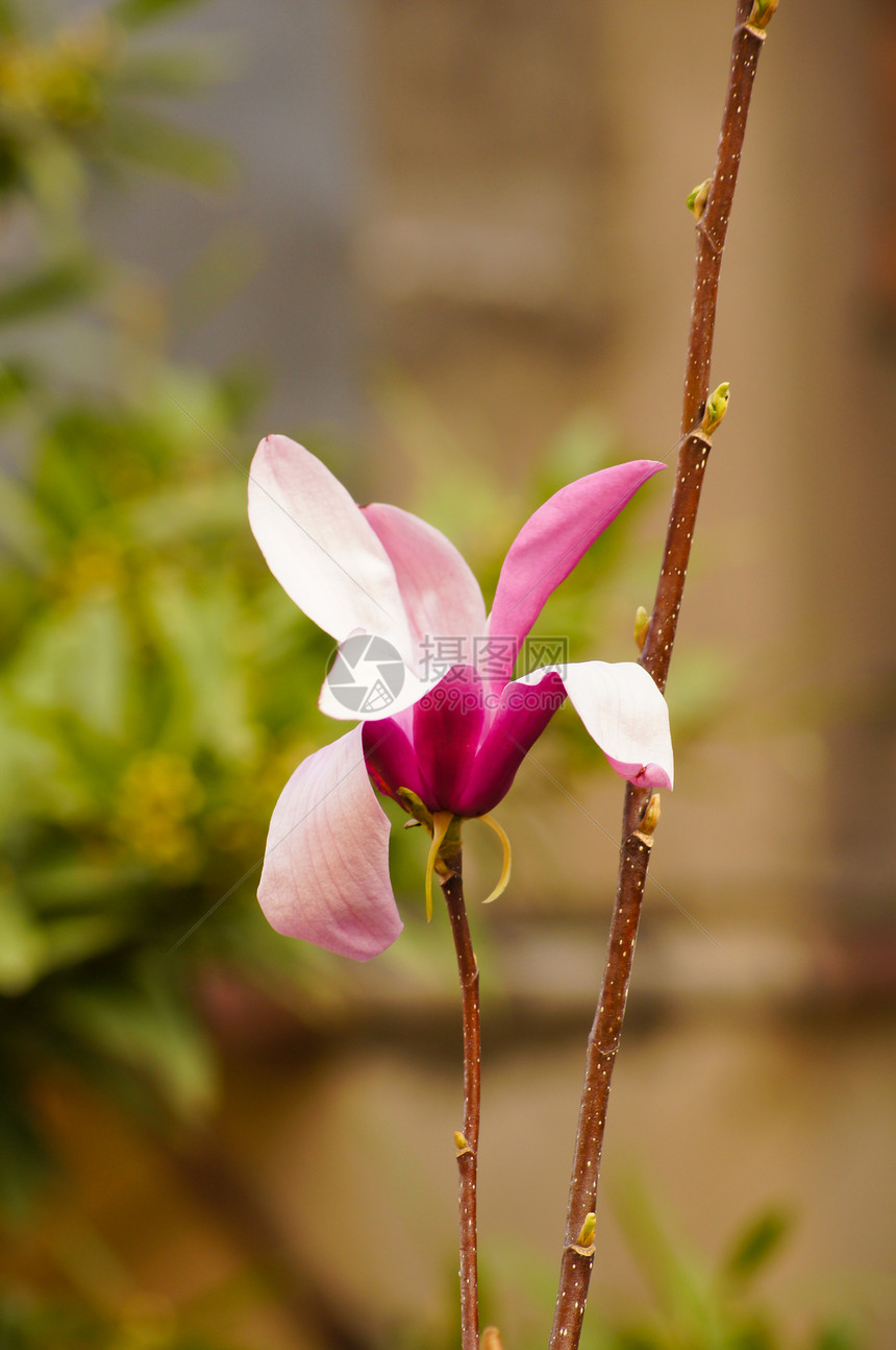 Magnolia树的花朵晴天阳光照射美丽植物植物学花瓣白色阳光脆弱性玉兰图片