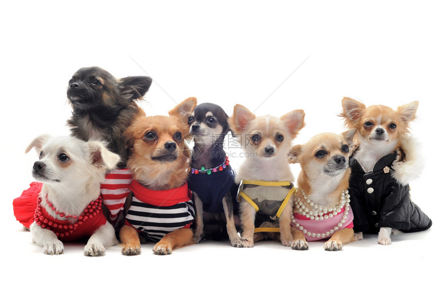 7个吉娃娃夹克伴侣宠物团体棕色犬类工作室外套动物大衣图片