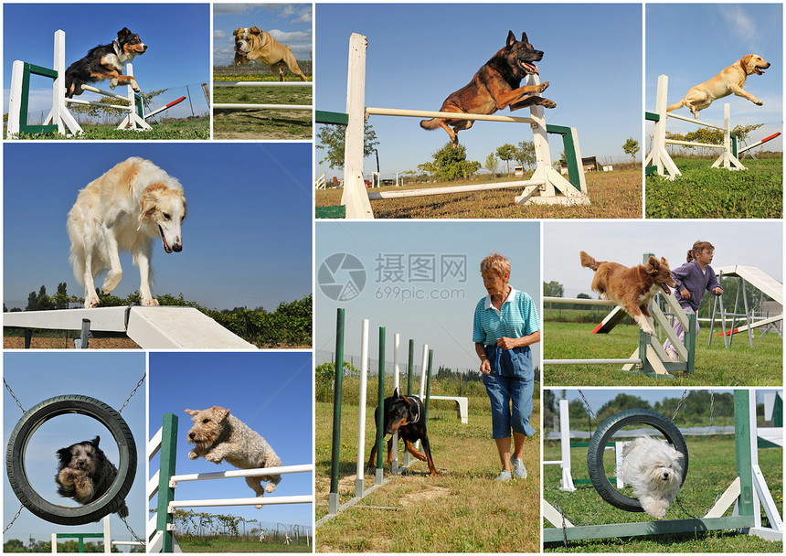 灵敏度女孩宠物孩子们竞争训练牧羊犬运动跳跃动物女士图片