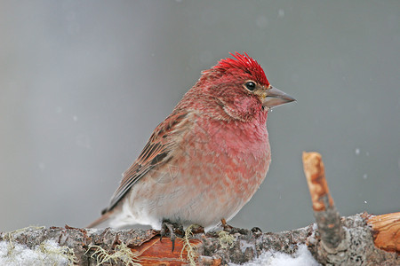 Cassin's Finch 男性 (卡尔波达库卡辛)背景图片