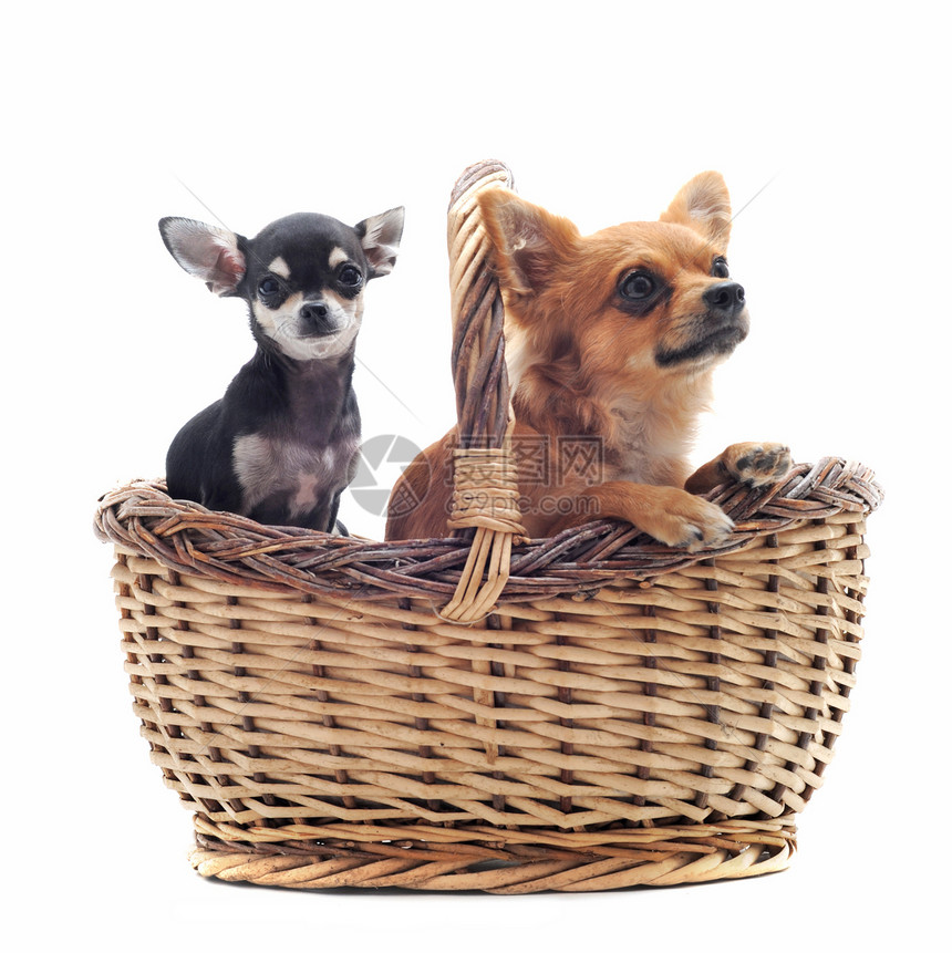 篮子里的吉娃娃白色成人工作室动物棕色犬类伴侣宠物图片