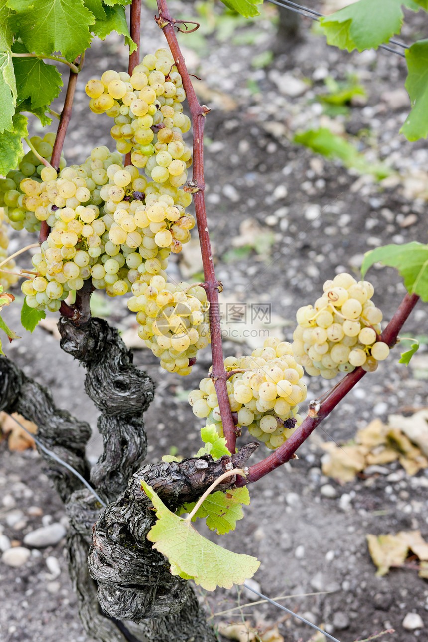 法国阿quitaine地区  Saternes  的白葡萄农业植物藤蔓栽培植物群收成葡萄酒业植被葡萄园图片