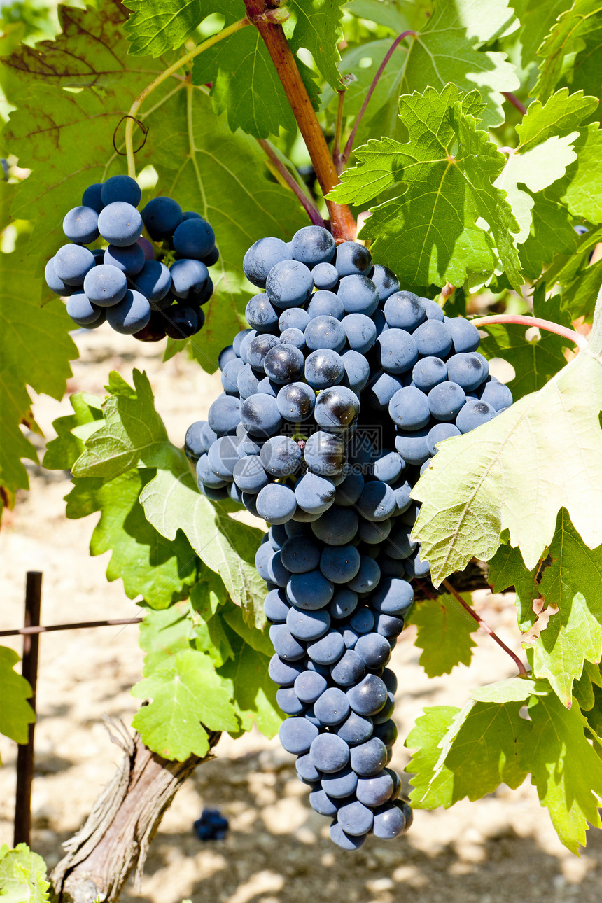 西班牙拉里奥哈蓝葡萄水果葡萄园葡萄外观酒业叶子藤蔓植物群植物收成图片