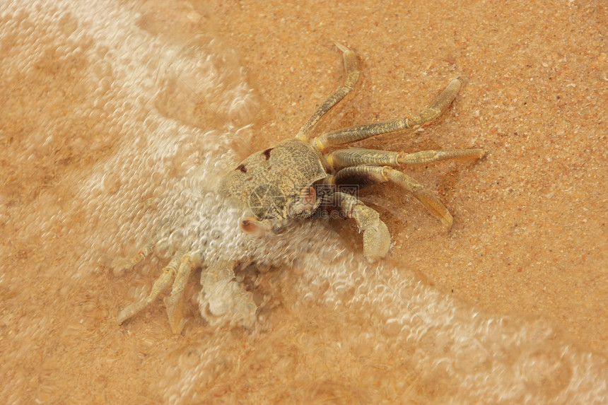 角眼幽灵螃蟹环斑宏观角眼瘤海浪眼柄海滩图片