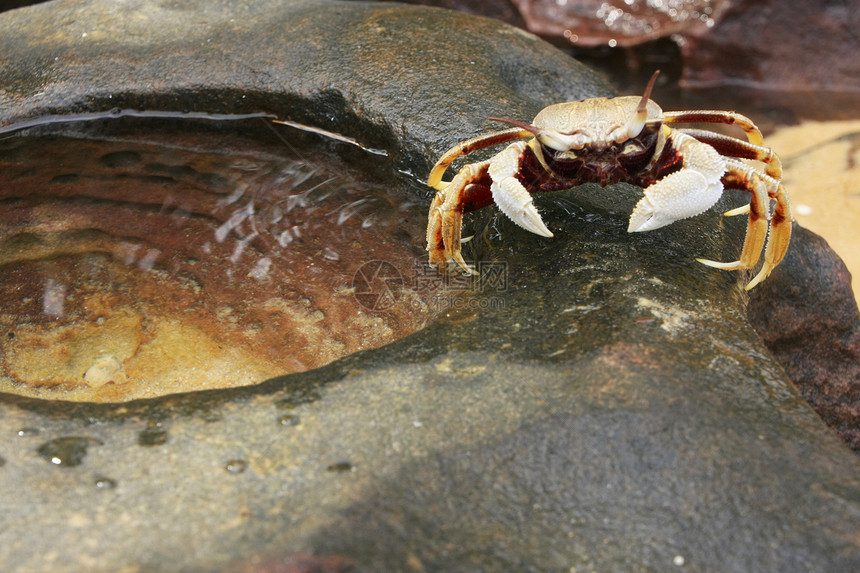 角眼幽灵螃蟹环斑海滩岩石角眼瘤水池眼柄宏观图片