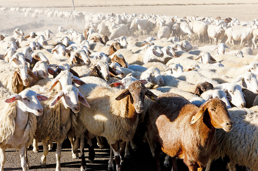 西班牙卡斯蒂利亚和里昂草食性农场农村羊群食草哺乳动物动物群农业国家动物图片