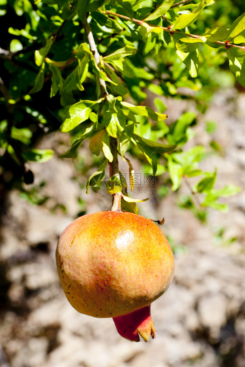 石榴 葡萄牙收成作物水果树叶生产食物外观植被植物群农业图片