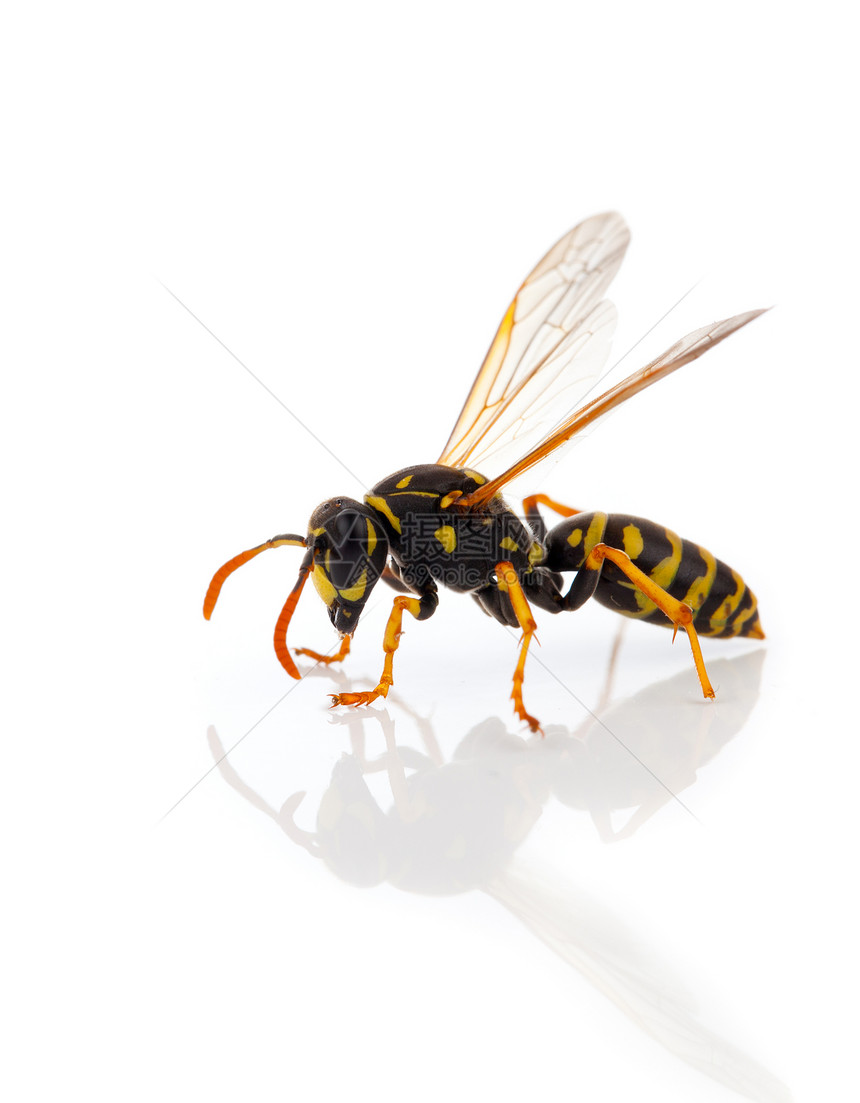 白色背景上孤立的黄蜂黄色蜜蜂刺痛夹克蜂蜜害虫条纹过敏动物荒野图片