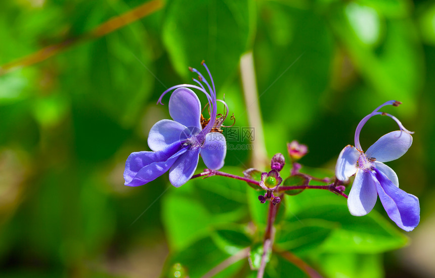 Verbenaceae的蓝色花朵图片