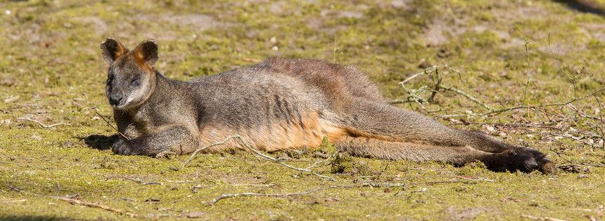 沼泽沃勒比濒危双色小袋鼠动物群野生动物动物园母亲毛皮荒野小袋图片