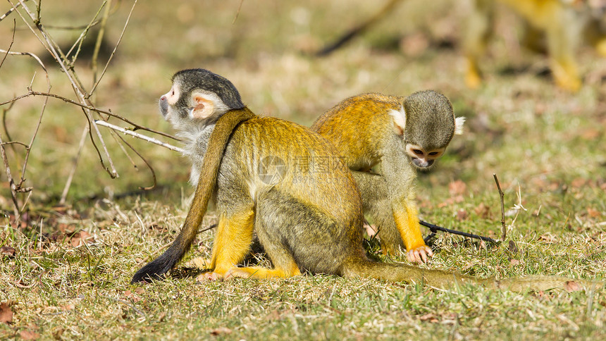 松鼠猴耳朵婴儿手表注意力哺乳动物情调灵长类尾巴毛皮牙齿图片