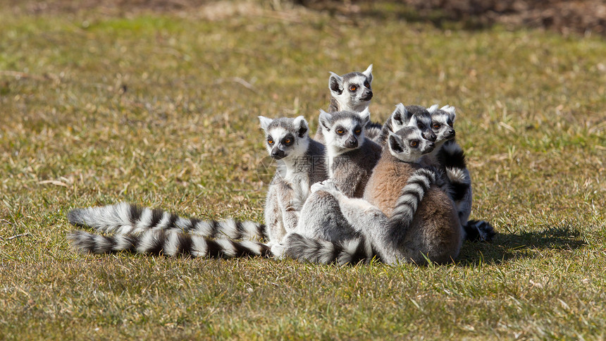 环尾狐猴Lemur catta黑与白动物园毛皮警报濒危灵长类野生动物荒野条纹动物图片