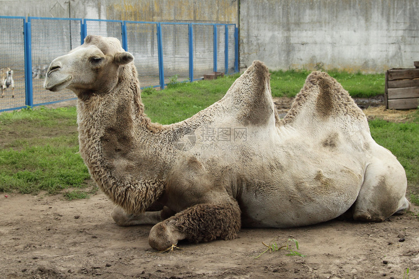 动物园的骆驼野生动物羊毛棕色哺乳动物头发动物荒野公园毛皮驼峰图片
