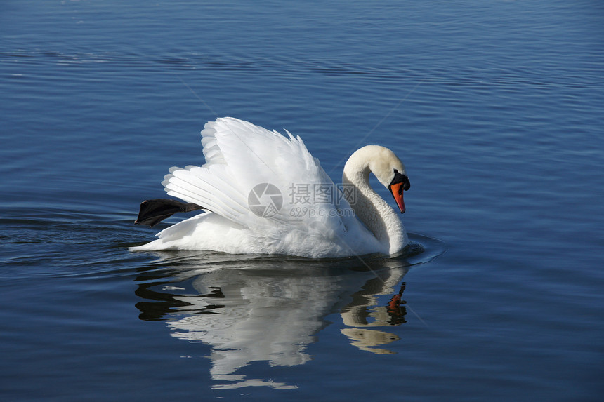 白天鹅和水野生动物羽毛翅膀动物忠诚白色脖子翼展图片