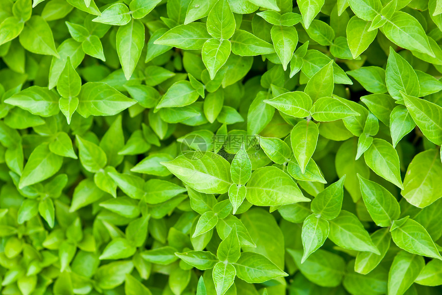 绿叶背景植物环境园艺生活绿色叶子框架活力图片