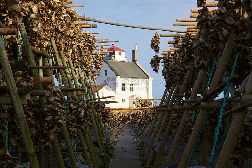 挪威的干鱼类钓鱼村庄鱼种食物港口烘干鳕鱼房子图片