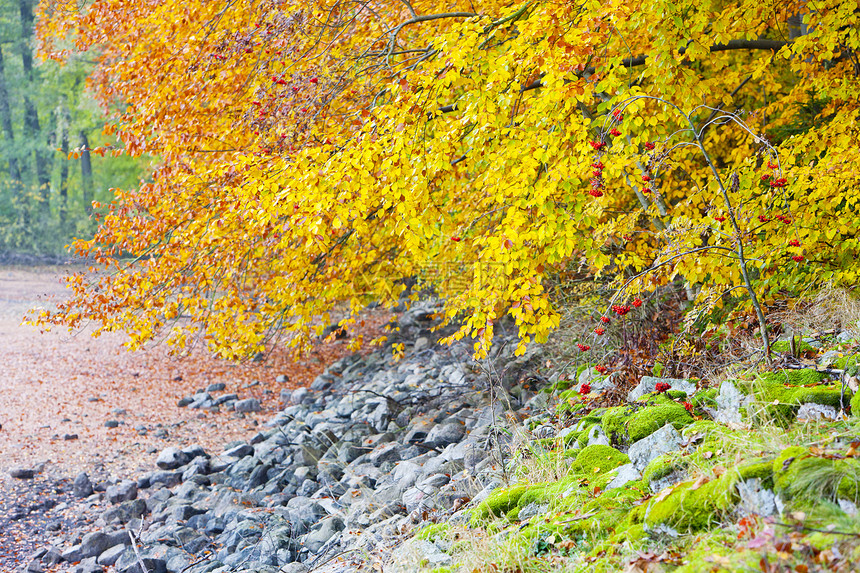 秋季性质时候叶子外观树叶植物植被季节植物群树木植物学图片