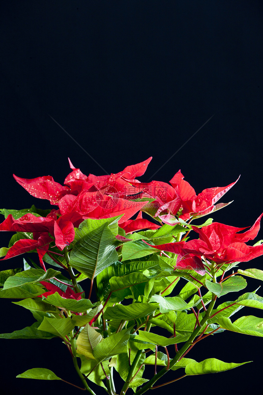 波因塞塔语Name传统植物群植物内饰红色装饰静物绿色动机花朵图片