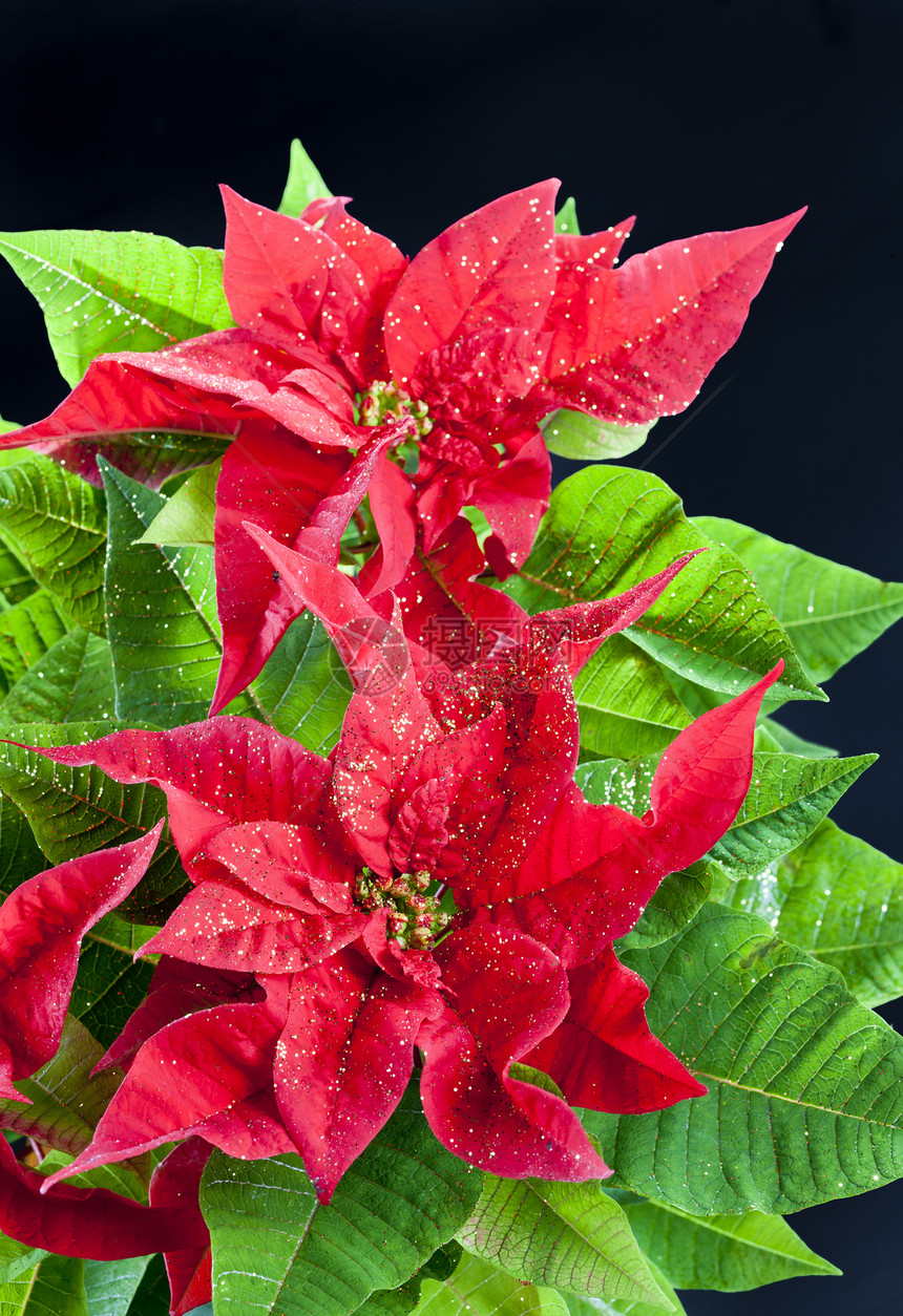 波因塞塔语Name植物群符号花朵动机静物植物红色装饰绿色内饰图片