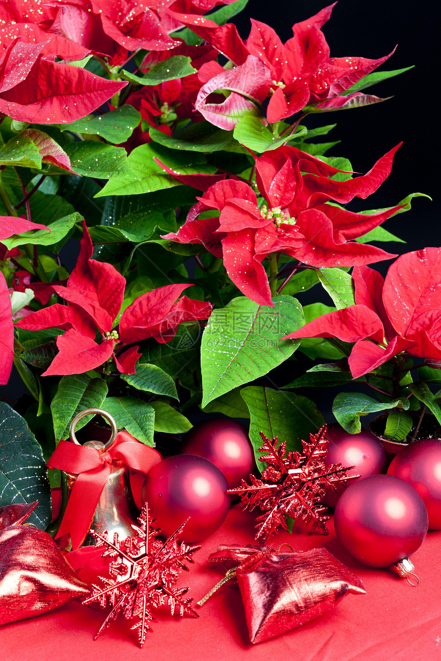 圣诞节依然与波因塞蒂亚同在符号内饰花朵静物传统钟声红色图片