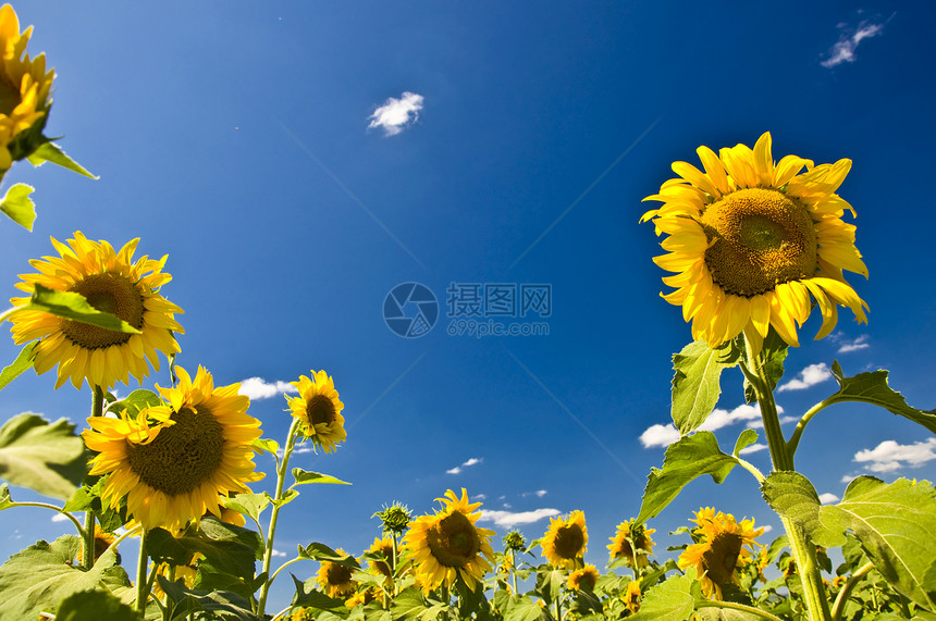 向日葵对蓝天叶子种子场地黄色物体摄影天空植物庄稼晴天图片