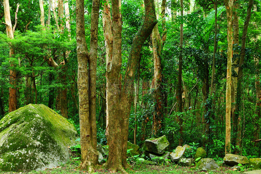 丛林叶子植物风景远足旅行探索人行道苔藓植物群气候图片