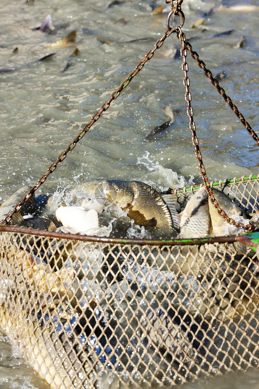 蓄积池动物钓鱼池塘动物群收获池渔业外观图片