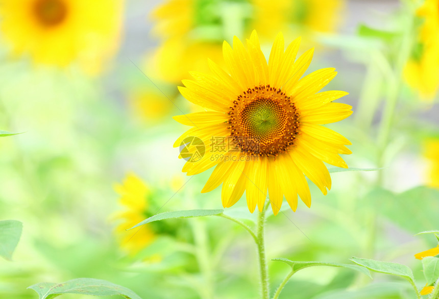 向日向野花农村植物群生活阳光雄蕊花瓣向日葵太阳国家图片