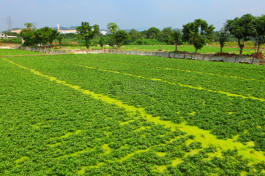 外地沙拉收成农民农村草原草药绿色国家种植天空图片