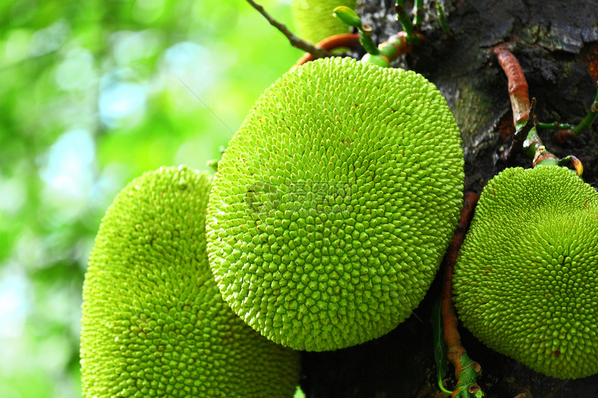 树上的果实营养水果维生素绿色农业异国情调热带植物食物图片