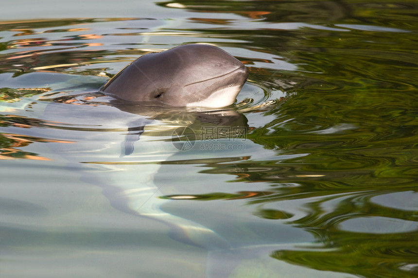 港湾鼠海豚或哺乳动物游泳海洋灰色野生动物绿色动物港口蓝色图片
