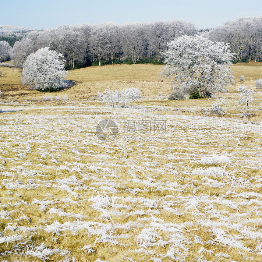 法国塔恩省冬季自然环境 法国植物群植被动机森林季节树木草地木头外观植物图片